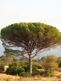 Árbol